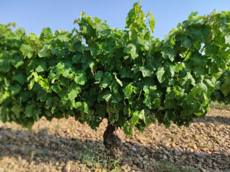 La Asociación de Viticultores DO Rueda prevé un 15% menos de cosecha que la pasada campaña