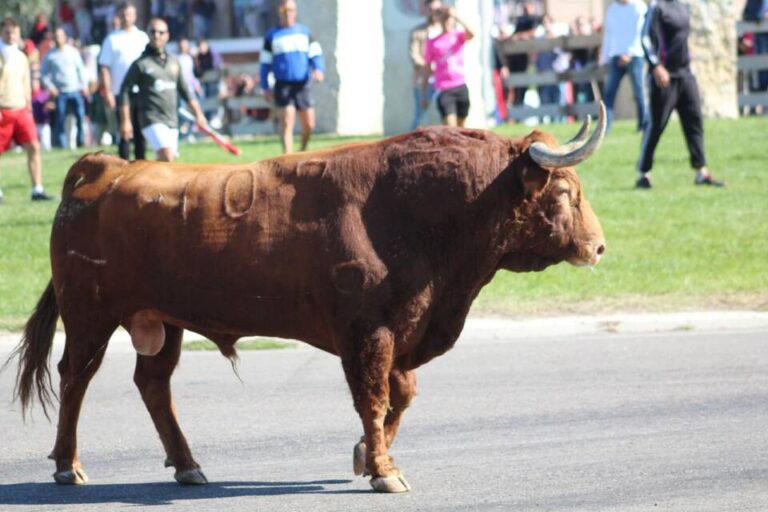 El TSJ de Castilla y León anula el nuevo torneo del Toro de la Vega