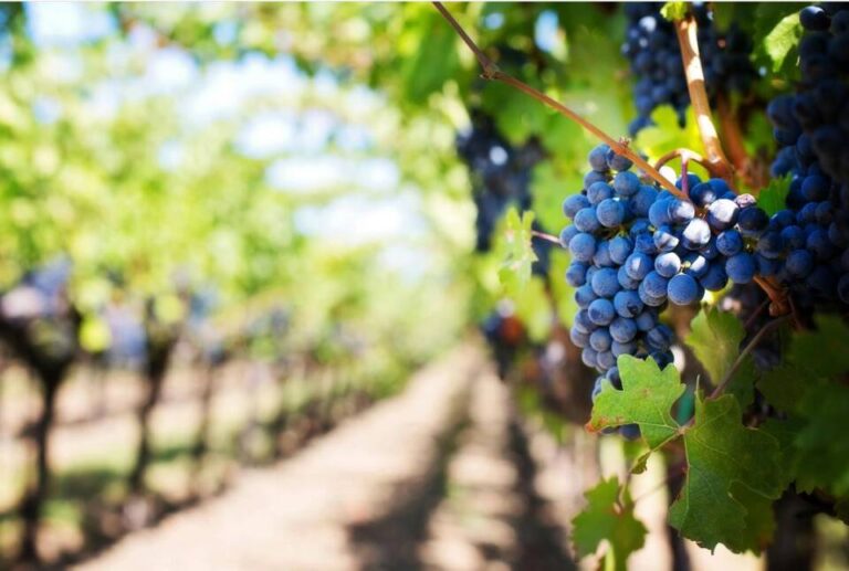 La Junta destina 1,5 millones para llevar los productos agroalimentarios y vinos de Castilla y León a Asia y Europa en 2026