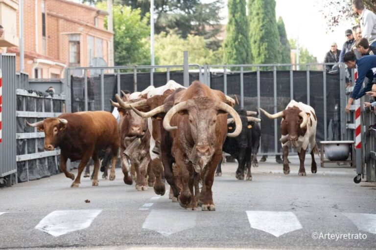 Estas son las bases reguladoras de los Encierros Tradicionales de San Antolín de Medina del Campo