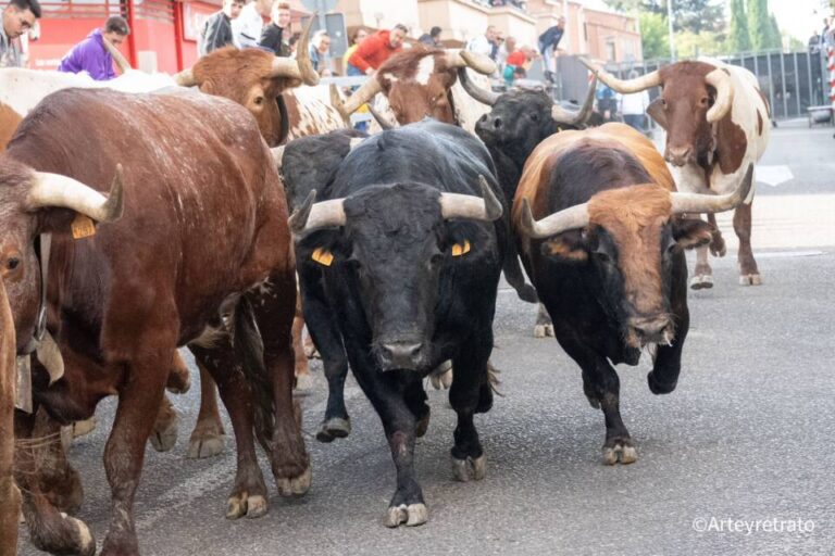 Los toros medinenses vuelven a los encierros de la villa