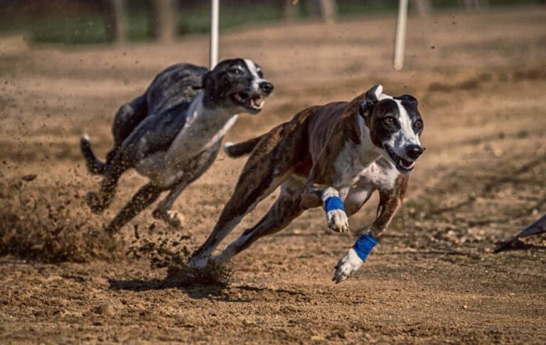La borrasca ‘Herminia’ atrasa las semifinales del Campeonato Nacional de Galgos 