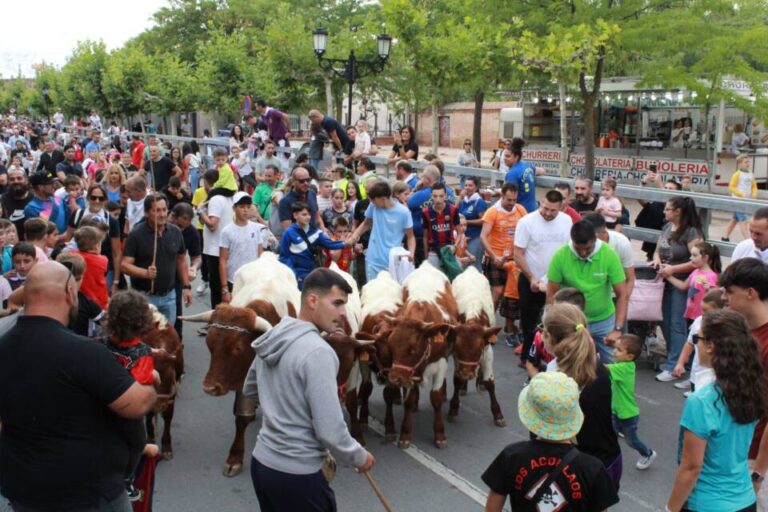 Dos días de ‘chiqui cabestros’ en Medina del Campo para las Ferias y Fiestas de San Antolín