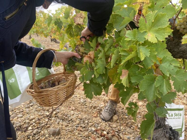 La Seca celebra una ruta entre viñedos con motivo de las VI Jornadas del Mosto
