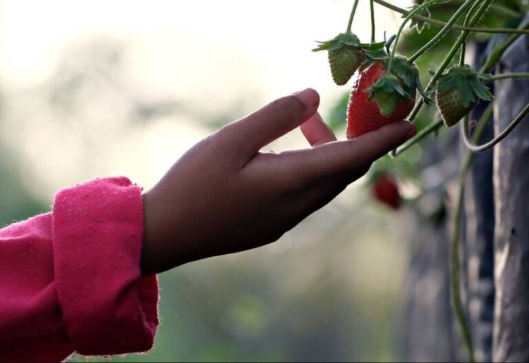 Abierto el plazo para que los centros educativos de Castilla y León se sumen al programa de distribución gratuita de leche, frutas y hortalizas