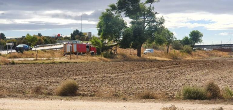 Las fuertes rachas de viento arrancan varios árboles en Medina del Campo 