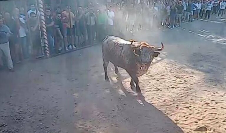 Rueda se prepara para su tradicional ‘Toro de la Vendimia’ el 12 de octubre