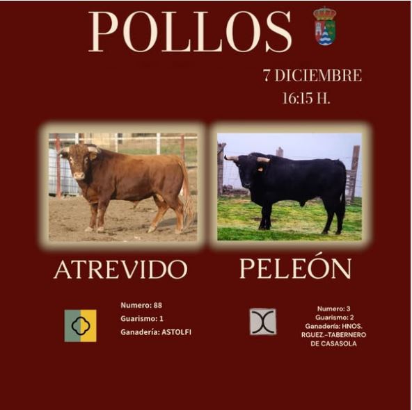 Dos toros recorrerán las calles de Pollos en honor a San Nicolás de Bari