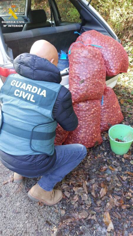 La Guardia Civil investiga a dos personas por el hurto de 140 kilos de castañas en Sobrado, León