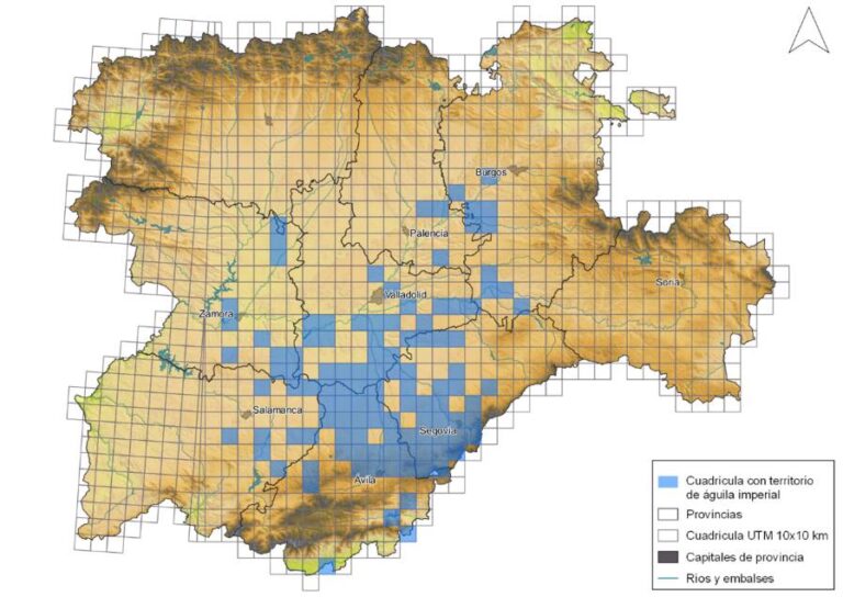 Castilla y León alcanza un máximo histórico en la población del águila imperial ibérica con 160 territorios censados en 2023