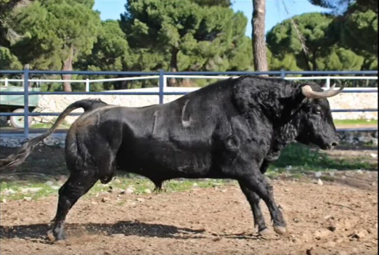 Toro de San Nicolás 2024 – Madrigal viernes 6 de diciembre 15:30 horas