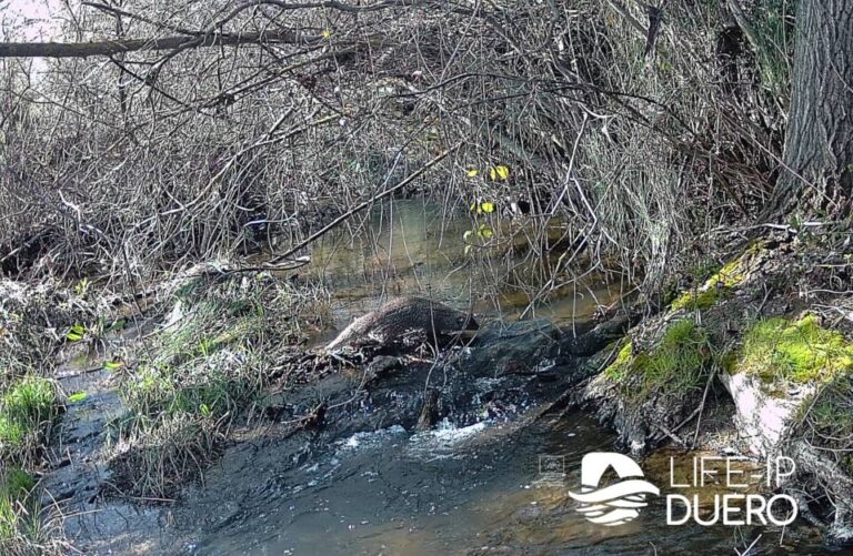 El río Zapardiel da la bienvenida a un nuevo habitante: un ‘meloncillo’