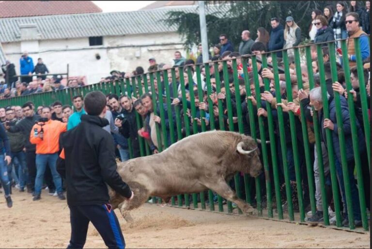 Horcajo de las Torres se viste de fiesta con los toros de San Julián