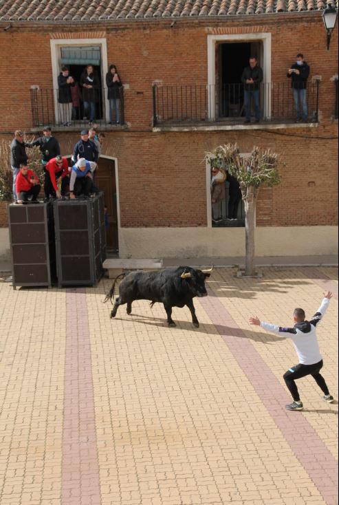 Siete Iglesias de Trabancos entra en la cuenta atrás para su «Toro del Arrope»