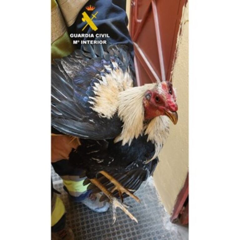 Soria: La Guardia Civil recupera ocho gallos robados y los entrega a una familia de Valladolid
