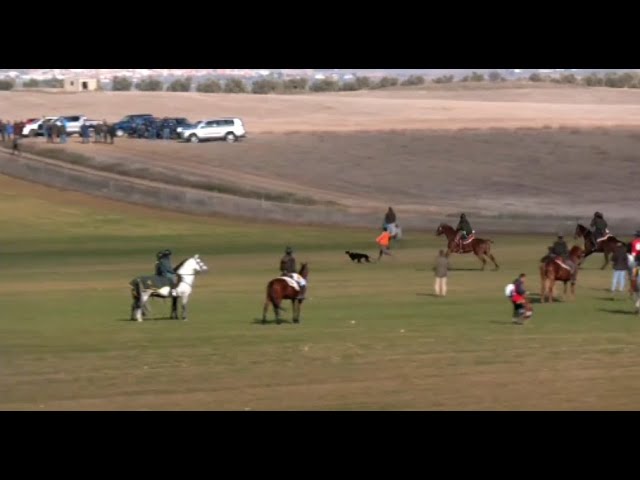 Galgos – Última hora del Campeonato de España