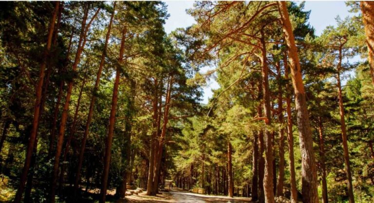 Castilla y León destina casi dos millones de euros para proteger sus bosques de plagas y enfermedades