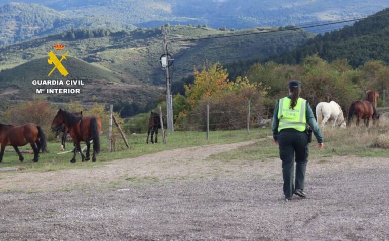 Investigado por maltrato animal tras la muerte y mutilación de un poni en Navatejera