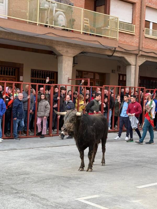 Una persona herida tras ser embestida por un toro en Medina de Rioseco