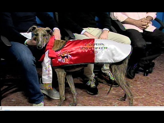GALGOS : La campeona de la Supercopa de CYL visita los estudios de Telemedina