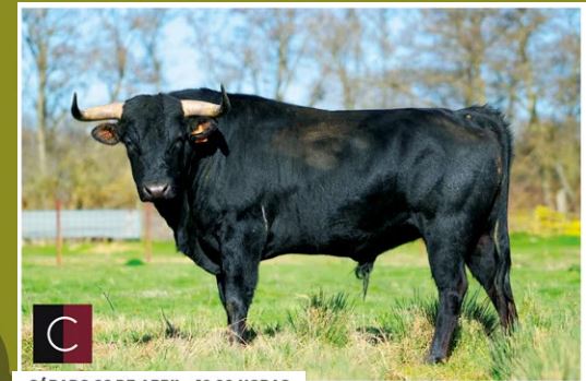 La Seca ultima detalles para celebrar el Toro del Sarmiento