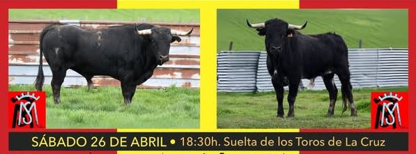 Ataquines mantiene viva su tradición taurina con los «Toros de la Cruz»