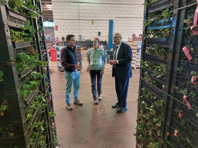 Geria se posiciona en el mapa europeo de la fresa: Jacinto Canales visita uno de los viveros más potentes del sector