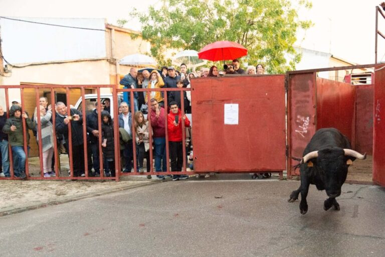 El mal tiempo no impide la celebración del toro del cajón en Villaverde de Medina