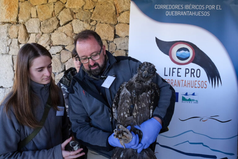 Dos nuevos quebrantahuesos llegan a la Sierra de Gredos para salvar su especie