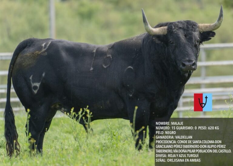 Medina del Campo desvela los protagonistas del festejo «Toro de la Feria»