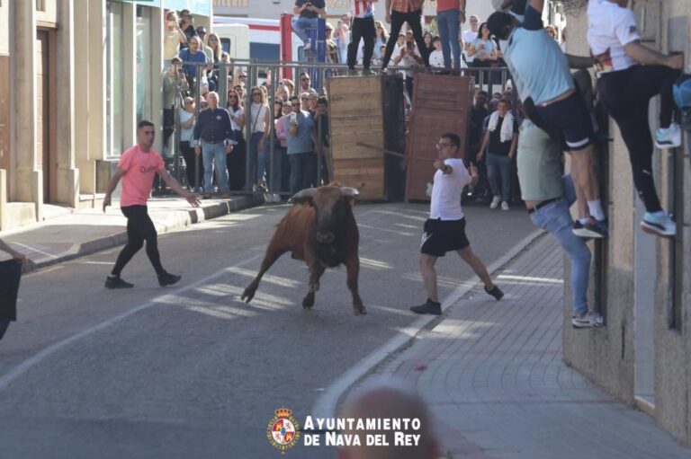 Nava del Rey: toros en la calle, emoción en el aire