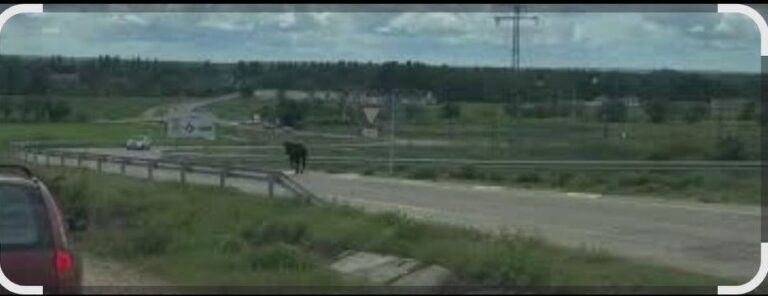 Una vaca brava se escapa en plena capea en Arroyo y pone rumbo a Tordesillas