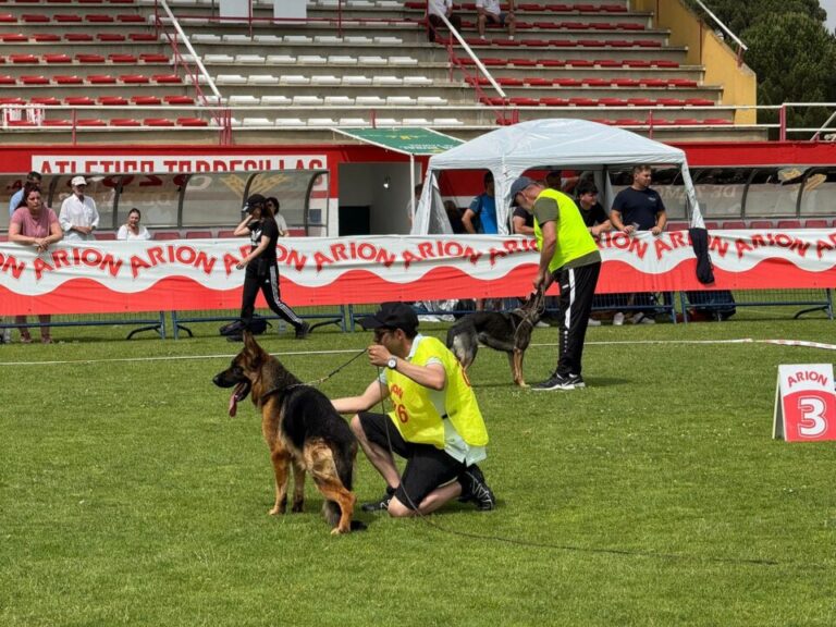 Tordesillas se convierte en el epicentro nacional e internacional del pastor alemán