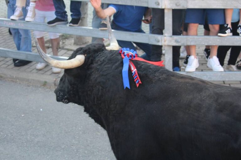 Toro de la Feria en Medina del Campo