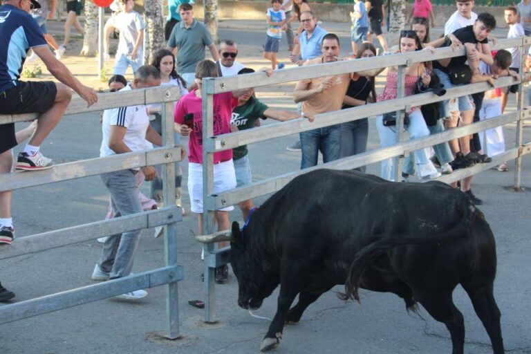 Medina del Campo acoge este sábado la suelta de siete toros repartidos en la mañana y la tarde