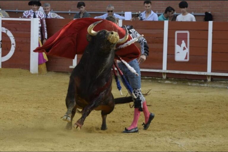 Nava del Rey acoge con éxito una nueva jornada del Circuito de Novilladas de Castilla y León