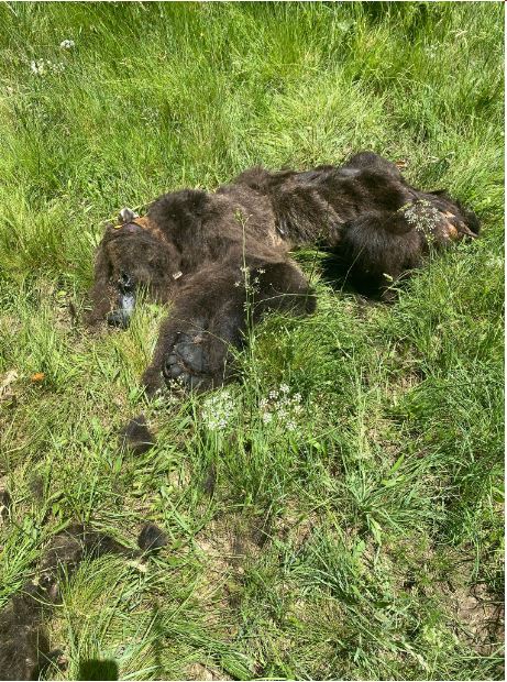Aparece muerto un oso pardo en la Montaña Palentina: tenía GPS y signos de carroñeo