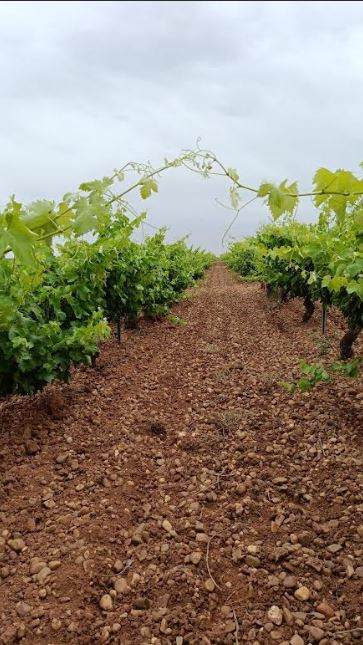 Vuelve el Curso Superior de Viticultura Sostenible: formación pionera para transformar el viñedo del futuro en Castilla y León