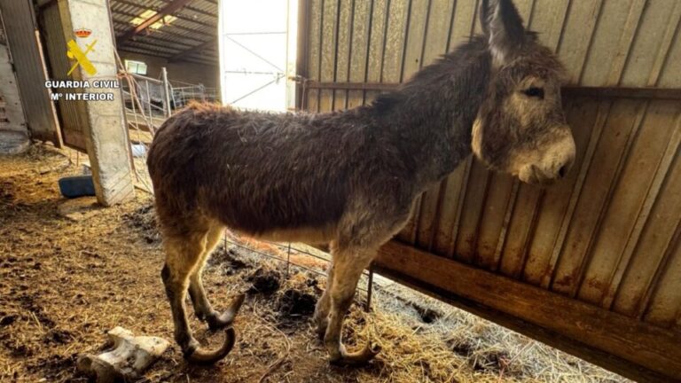 Escándalo en Burgos: investigan a un ganadero por maltrato a burros y perros en condiciones insalubres