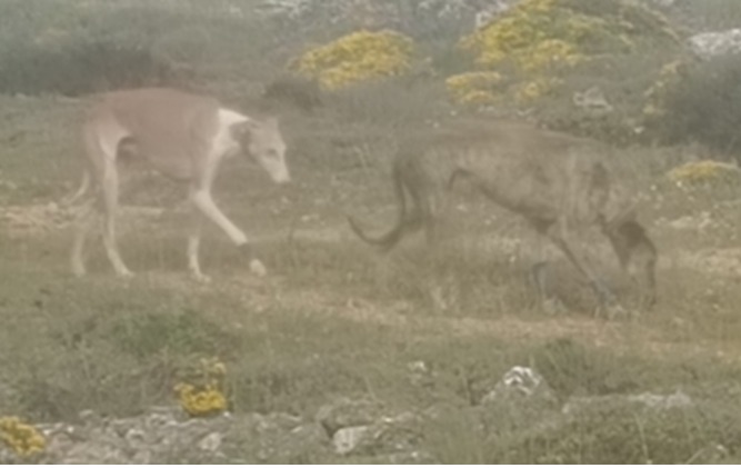 Cazaba liebres ilegalmente en Soria y huyó dejando abandonados a sus galgos: investigado un vecino de Tudela