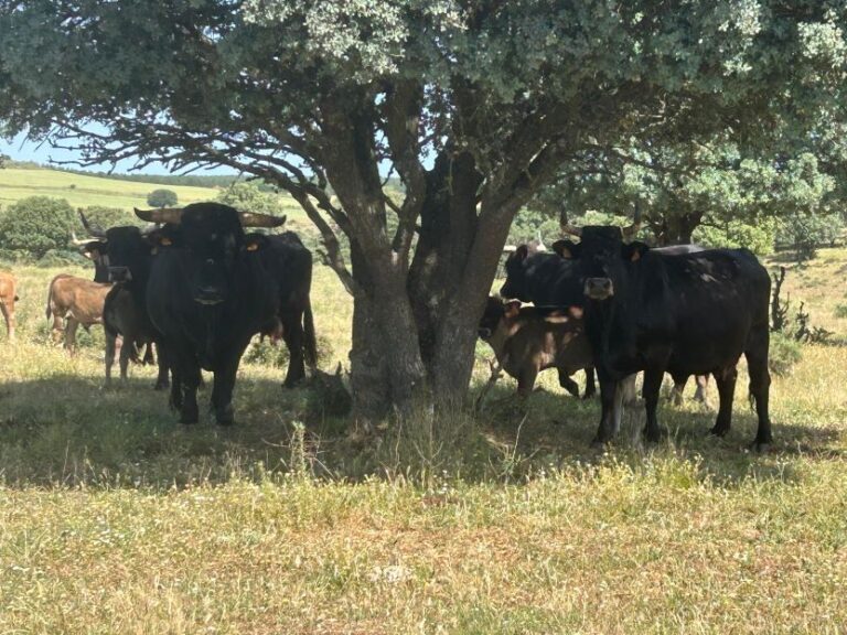 La Junta destina 2 millones en ayudas para apoyar la cría de razas autóctonas en Castilla y León: solicitudes abiertas hasta el 4 de julio