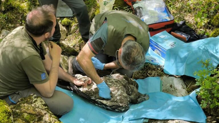 Nace un quebrantahuesos en el Moncayo soriano tras más de un siglo: un hito histórico para esta especie en peligro