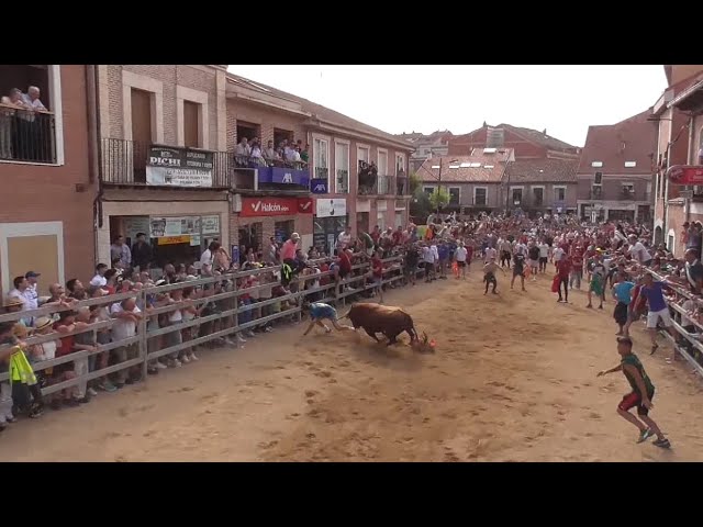 Susto en el II Congreso. El capote de San Antonio presente en la suelta de los Toros de Cajón