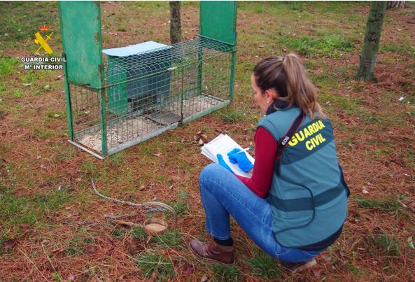 Escándalo en Matapozuelos: investigan a dos cazadores por matar a un milano real con veneno prohibido