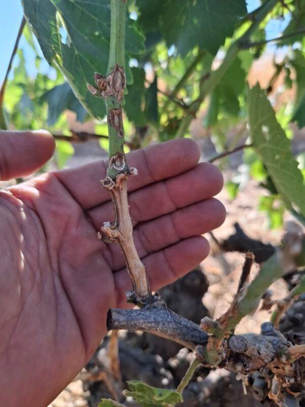 Alarma en el campo: UPA CYL exige a la Junta medidas urgentes ante la plaga de topillos en Castilla y León