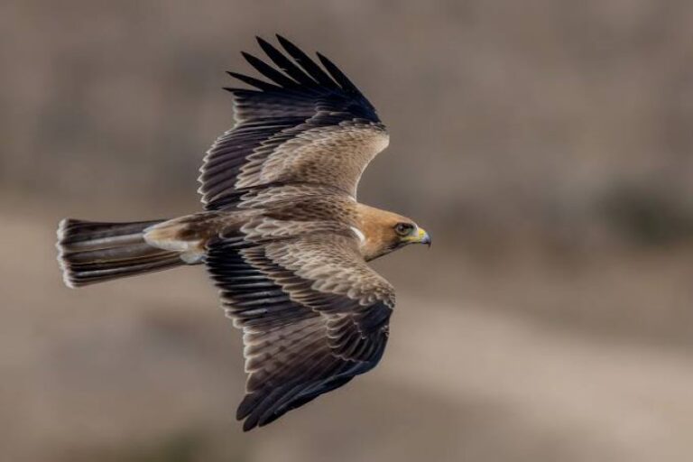 aguila calzada en Castilla y León