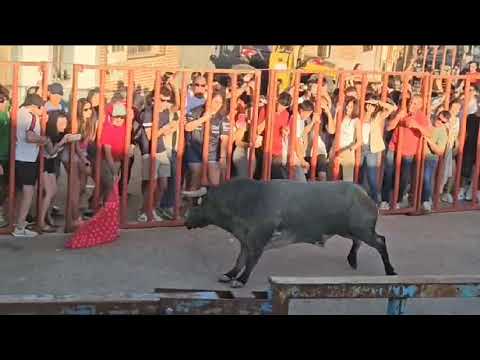 Toro de Santiago 2025 – El Carpio