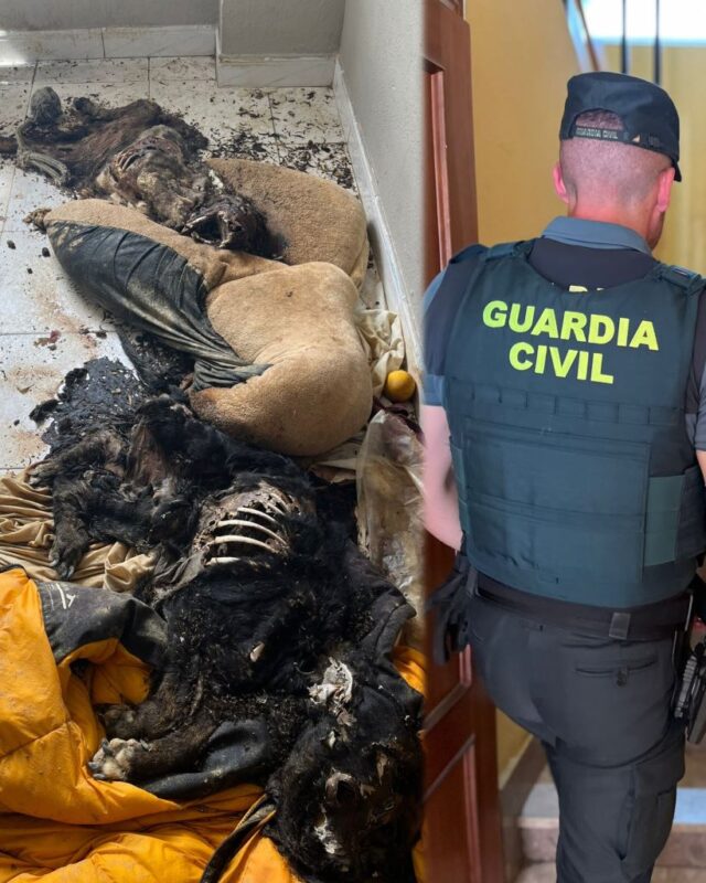 Hallan dos perros muertos en un piso de Navatejera y la Guardia Civil investiga un caso de maltrato animal