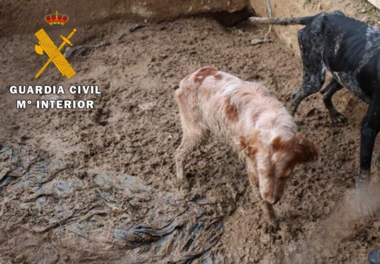 Escándalo en Lodosa: Rescatan a 23 perros en estado deplorable y uno aparece muerto