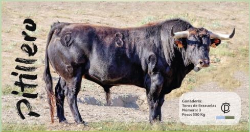 «El Toro del Verdejo» plato fuerte de los festejos taurinos de Rueda este fin de semana